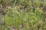 Epiphytic flatsedge